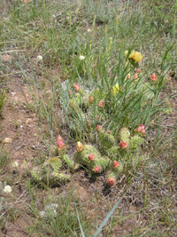 Photo: Prickly pear cactus – something you did not want to step on while wearing moccasins and hauling a canoe across the Montana landscape.  Yet it happened almost every day during the month long portage and the men were continually pulling its quills from the soles of their feet.