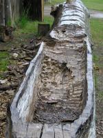 Photo: Log canoe under construction. Note that axes have been used to carve out the interior, indicating that Lewis and Clark had not yet learned how to use embers instead edged tools to “carve” out the interior of a log canoe.