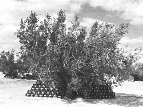 Photo:  Ammunition stored under trees near Sbeïtla