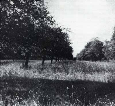 Black & white photo:  Norman orchard south of Ranger positions