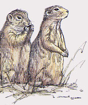 Painting: The black-tailed prairie dog or "barking squirrel" as Lewis called it was one of many specimens, both plant and animal, not known to science at the time of the Expedition. Drawing by Kathy Dickson.