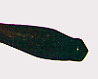 Photograph: A saw like the one pictured below may have been used for amputation.