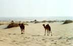 Camels roaming along the side of Main Supply Route DODGE (the Trans-Arabian Pipeline [Tapline] Road)